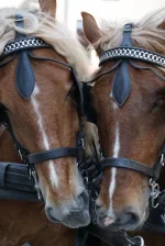 0_58e69_e8a9e273_XL.webp