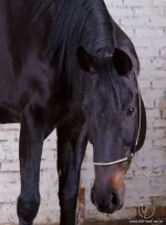 Лаванда-1.webp