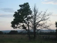 мистика какая-то.webp