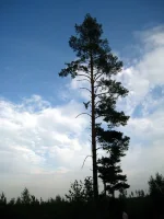 IMG_0236.webp