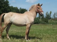 DSCF6716.webp