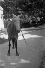 Image-021.webp