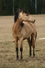 y_bcdea4ab.webp