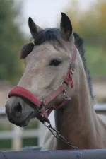 y_dd40bb93.webp