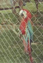 pajaro1r.webp