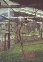 pajaro2r.webp