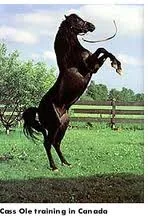 images.webp