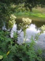 таволга.webp