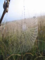 сеть.webp