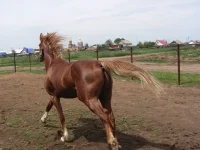 getImage..webp