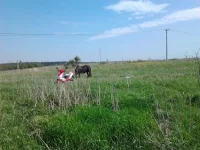 два коня.webp
