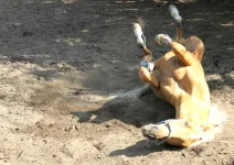 2JKudwlRsas.webp