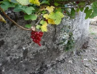 223.webp
