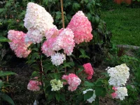 IMG_1037.webp