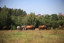 Копия IMG_1008.webp
