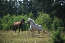 Копия IMG_0898.webp
