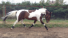 boginya_preriy92176_129069_866_b.png