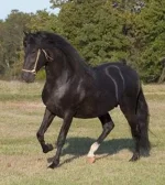 peruvian paso.webp