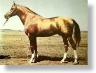 donskoi_gerebecчерномор.webp