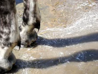 DSCN0154.webp