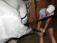 DSCN0218.webp