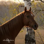 7Nn91ykjylY.webp