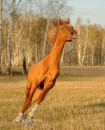 r9ZmYv1T-pM.webp