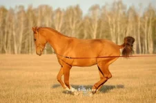SaG28jSN4Yg.webp