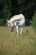 rWia1Nutr4M.webp