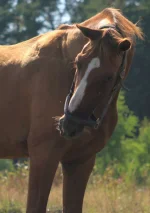 0adF28vrGRM.webp