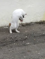 DSCN0288_1m.webp