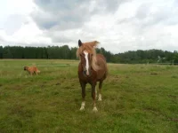 SAM_3700.webp