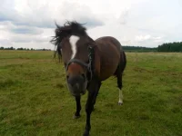 SAM_3701.webp