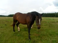 SAM_3703.webp