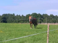 SAM_3724.webp