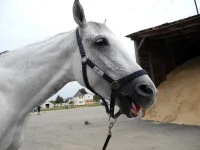 DSCN0450.webp