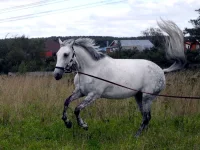 DSCN0026.webp