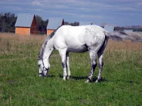 DSCN0046.webp