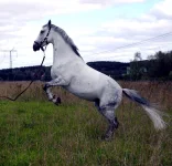 DSCN0006.webp