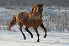 a_8bdf7c.webp