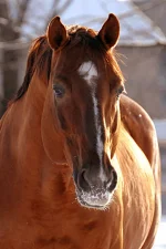 a_88cff4.webp