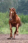i.webp