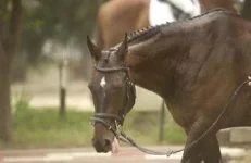 Paddock.webp