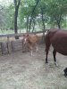 IMG-20180629-WA0001.jpg