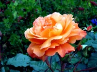 IMG_0621.webp