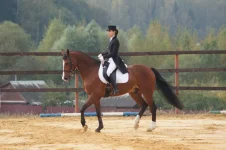 DSC00668.webp