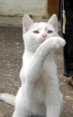 DSCN0178.webp