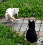 DSCN0274.webp