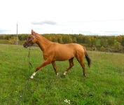 SAM_3777.webp