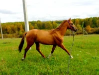 SAM_3785.webp